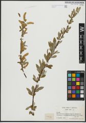 Foto von Salix alba L.